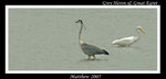 Grey Heron 蒼鷺 & Great Egret 大白鷺