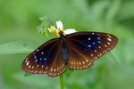 Euploea midamus
藍點紫斑蝶