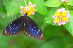 Euploea midamus
藍點紫斑蝶