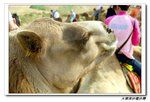 我騎嗰隻駱駝......