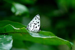 豹斑雙尾灰蝶 Tajuria maculata