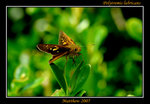 Polytremis lubricans 黃紋孔弄蝶