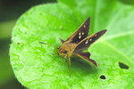 Zographetus satwa
黃裳腫脈弄蝶