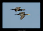 鸕&#40384; Great Cormorant