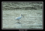 黑臉琵鷺 Black-faced Spoonbill