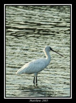 黑臉琵鷺 Black-faced Spoonbill