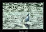 黑臉琵鷺 Black-faced Spoonbill