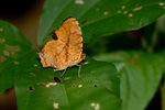 Symbrenthia lilaea
散紋盛蛺蝶