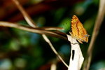 Symbrenthia lilaea 散紋盛蛺蝶