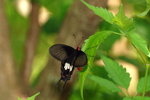 Pachliopta aristolochiae
紅珠鳳蝶
