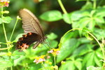 Papilio bianor
碧鳳蝶