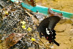 Papilio helenus
玉斑鳳蝶