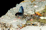 Papilio protenor
藍鳳蝶