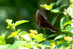 Papilio paris
巴黎翠鳳蝶