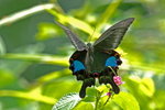Papilio paris
巴黎翠鳳蝶