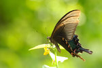 Papilio bianor 碧鳳蝶