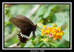 Papilio polytes f. mandane 玉帶鳳蝶