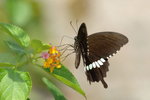 Papilio polytes f. mandane
玉帶鳳蝶