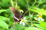 Papilio polytes f. mandane
玉帶鳳蝶