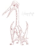 Hatzegopteryx
