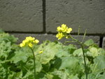 PICT0142