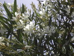 PICT0147