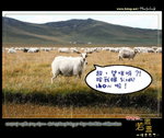 Sheep Cover 1
