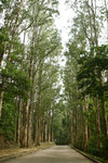 真是一個清幽的林徑
