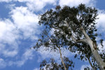 2007年1月15日　金山九龍水塘的藍天白雲，漂亮的天空，令人忍不住要抬頭看一看