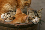 IMG_0062 copy