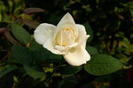 aPICT0041