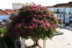 2006-09-02-3378_JFR