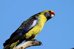 野生 green rosella 6