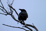 IMG_0203level