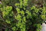 IMG_0972level
