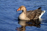 IMG_0265level