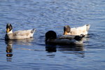 IMG_0273level
