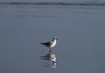 Seagull at Ocean Beach