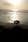 Ocean Beach 17