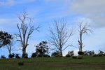 IMG_0423level