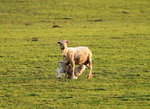 IMG_0498trim