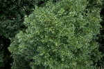 IMG_2027level