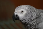 500D_2011_12_26_411