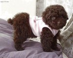 POODLE01