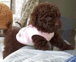 POODLE02