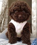 POODLE03