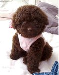 POODLE04