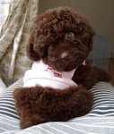 POODLE05