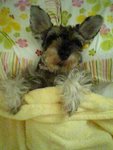 pic_052guy