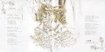 WHITE KISS_0001